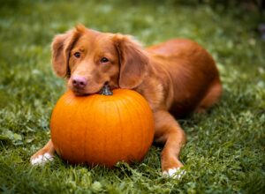 Costume Safety for Dogs: Dress-Up Without Stress