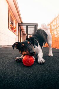 Why Play Matters for Every Dog