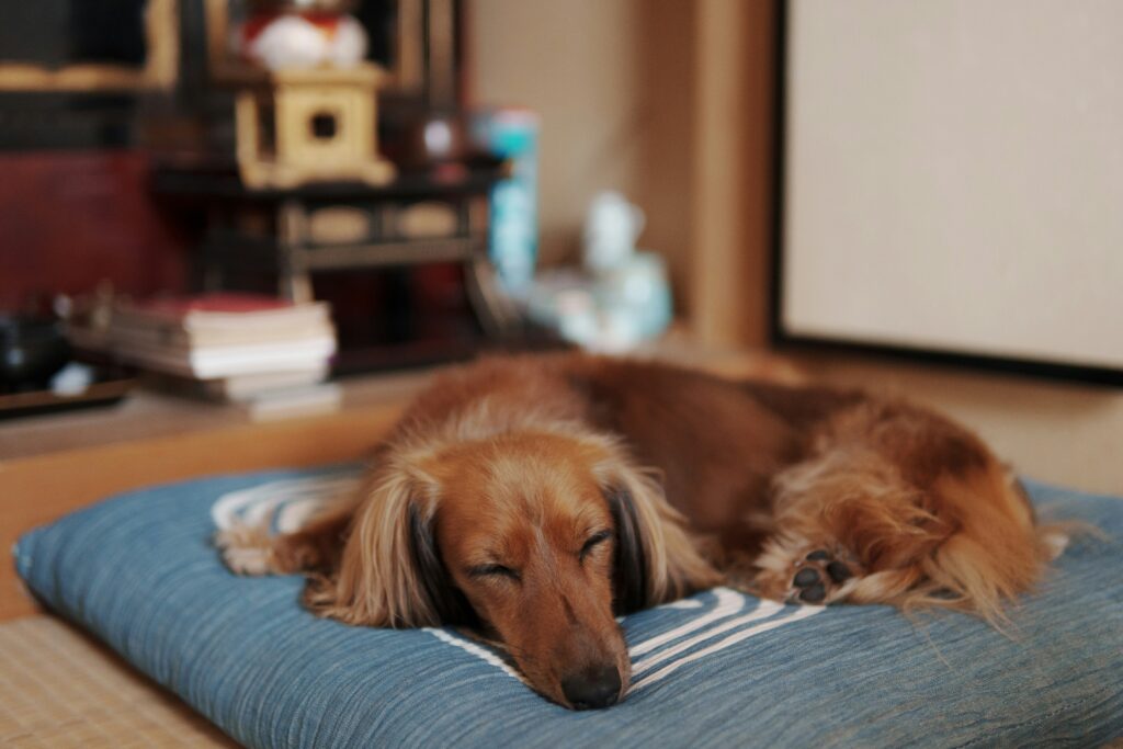 The Science Behind Your Dog’s Sleep Habits