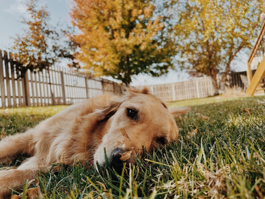 Safe Fall Walks with Your Dog