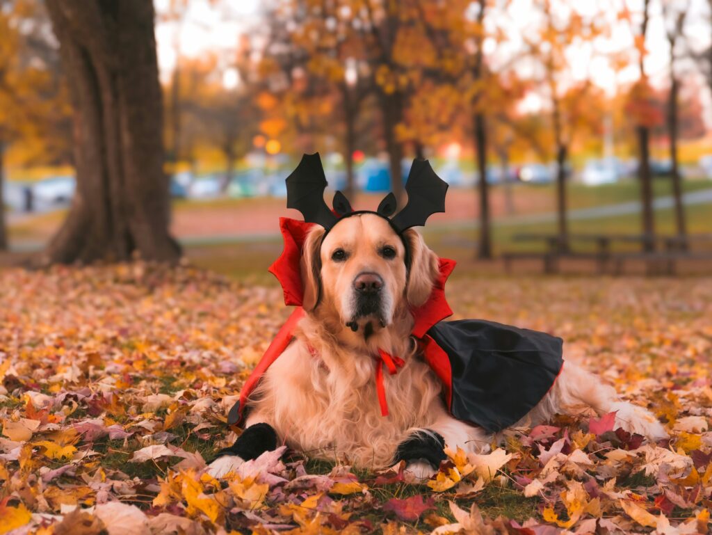 Costume Safety for Dogs: Dress-Up Without Stress