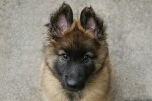 The Science Behind Canine Intelligence