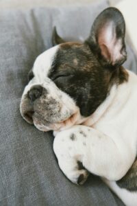 The Science Behind Your Dog’s Sleep Habits