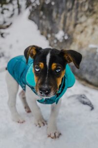 Preparing Your Dog for Winter: The Basics