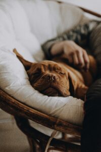 The Science Behind Your Dog’s Sleep Habits