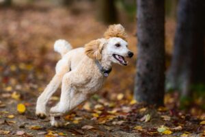 Fall Fun with Your Dog in Saratoga Springs