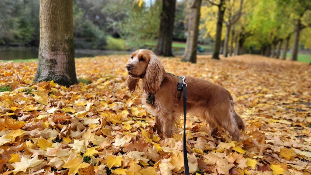 Fall Fun with Your Dog in Saratoga Springs