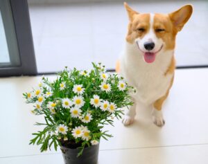 Hot Days, Cool Paws: Keeping Dogs Safe in Summer