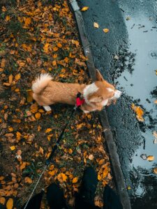 Fall Fun with Your Dog in Saratoga Springs