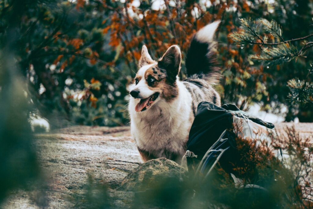 Identifying Fall Allergies in Dogs