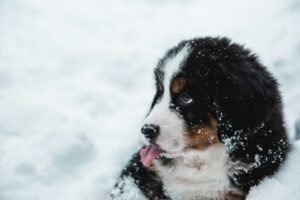 The Puppy Who Met Winter