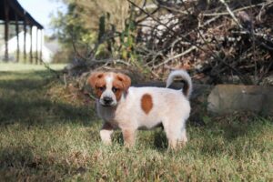 Starting Strong: Essential Tips for New Dog Owners