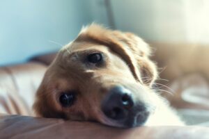 Calm Companions — How Dogs Help Ease Everyday Stress