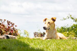 Calm Companions — How Dogs Help Ease Everyday Stress