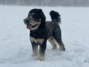 Snowy Adventures: Outdoor Games Your Dog Will Love
