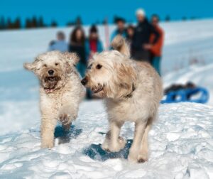 Saratoga Springs, NY Area: December Events & Dog-Friendly Fun