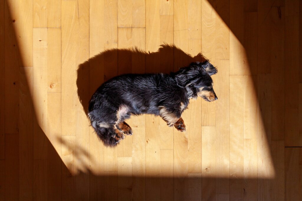 Why Sunlight Matters for Your Dog’s Overall Health