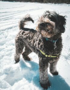Snowy Adventures: Outdoor Games Your Dog Will Love