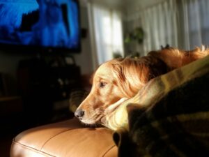 Why Sunlight Matters for Your Dog’s Overall Health
