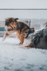 Saratoga Springs, NY Area: December Events & Dog-Friendly Fun