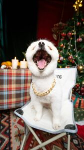 Festive Homemade Dog Cookies for Christmas