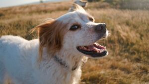 Why Sunlight Matters for Your Dog’s Overall Health