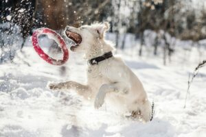 How to Prepare Your Dog Before a Snowstorm Hits