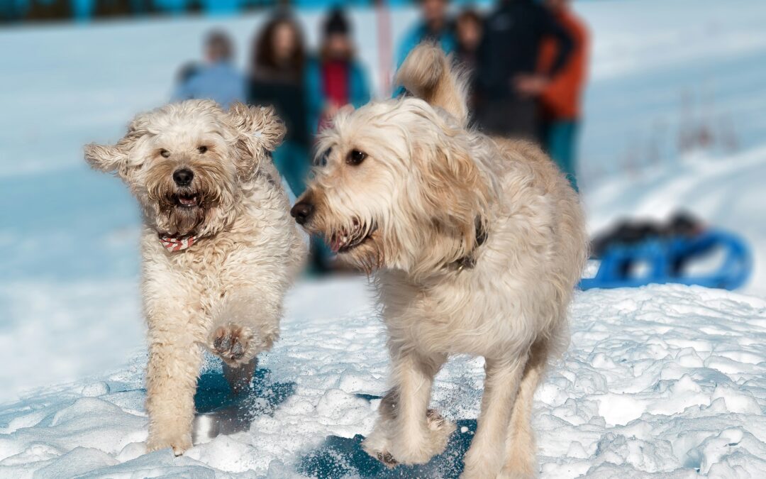 Dog-Friendly Winter Events in Saratoga, NY
