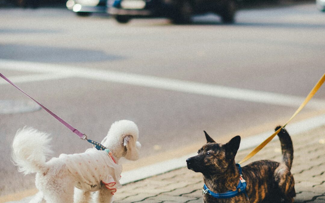 Why Our Walk Is the Best Part of My Day