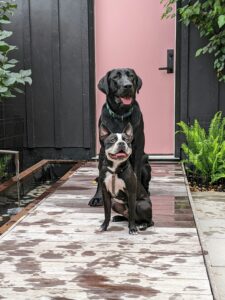 Understanding Dog Body Language Before Introductions