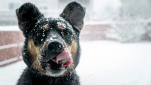 How to Prepare Your Dog Before a Snowstorm Hits