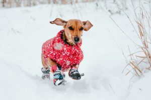 Dog-Friendly Winter Events in Saratoga, NY
