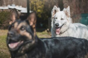 Understanding Dog Body Language Before Introductions