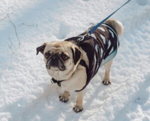 How to Prepare Your Dog Before a Snowstorm Hits