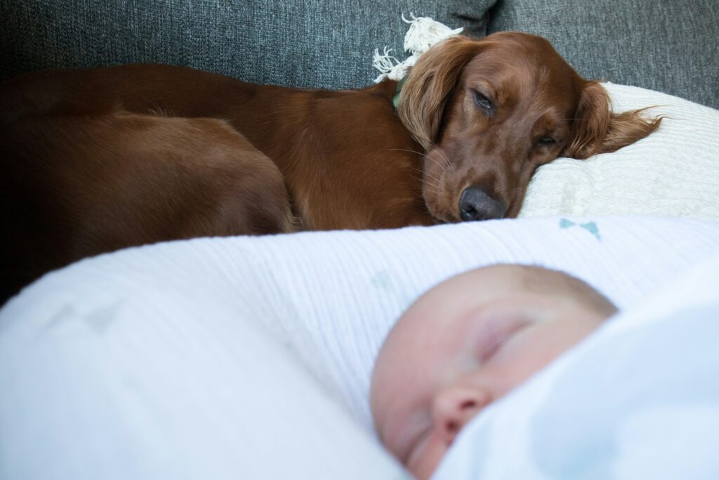 Preparing Your Dog for a New Baby