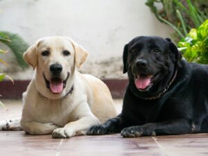 Supporting Joint Health in Senior Dogs