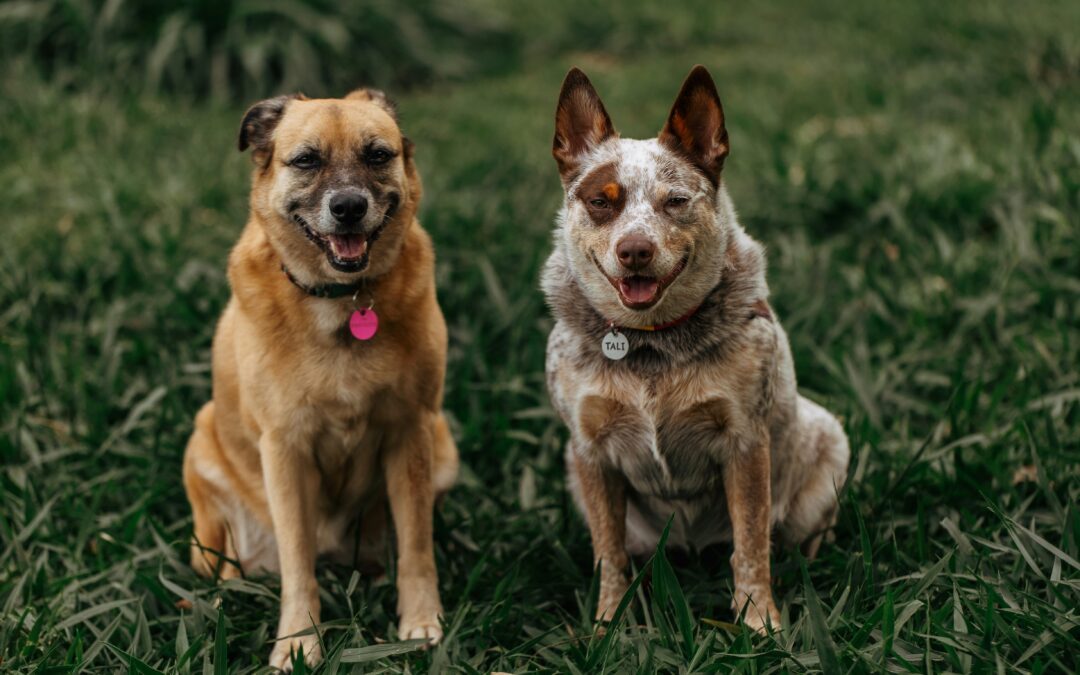 Supporting Joint Health in Senior Dogs