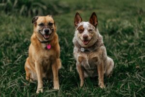 Supporting Joint Health in Senior Dogs