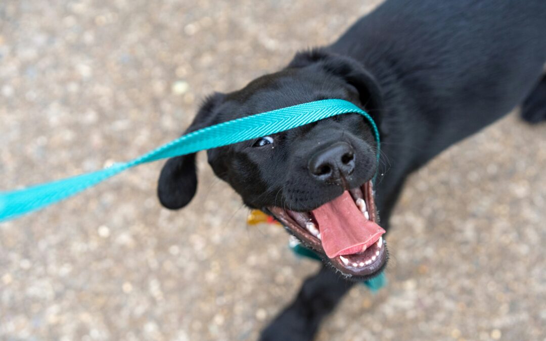Teaching Your Puppy to Follow You Indoors