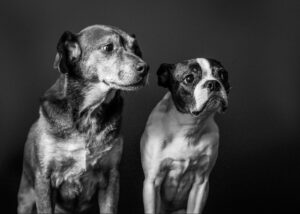 Supporting Joint Health in Senior Dogs