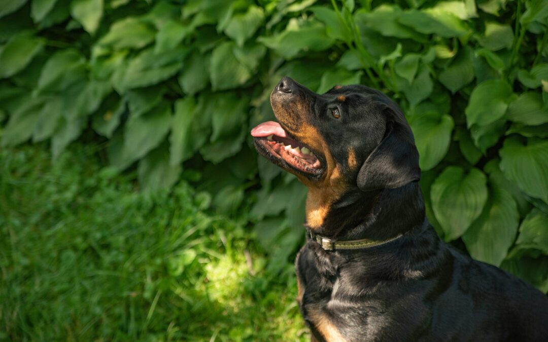 Teaching Your Dog to Focus on You First