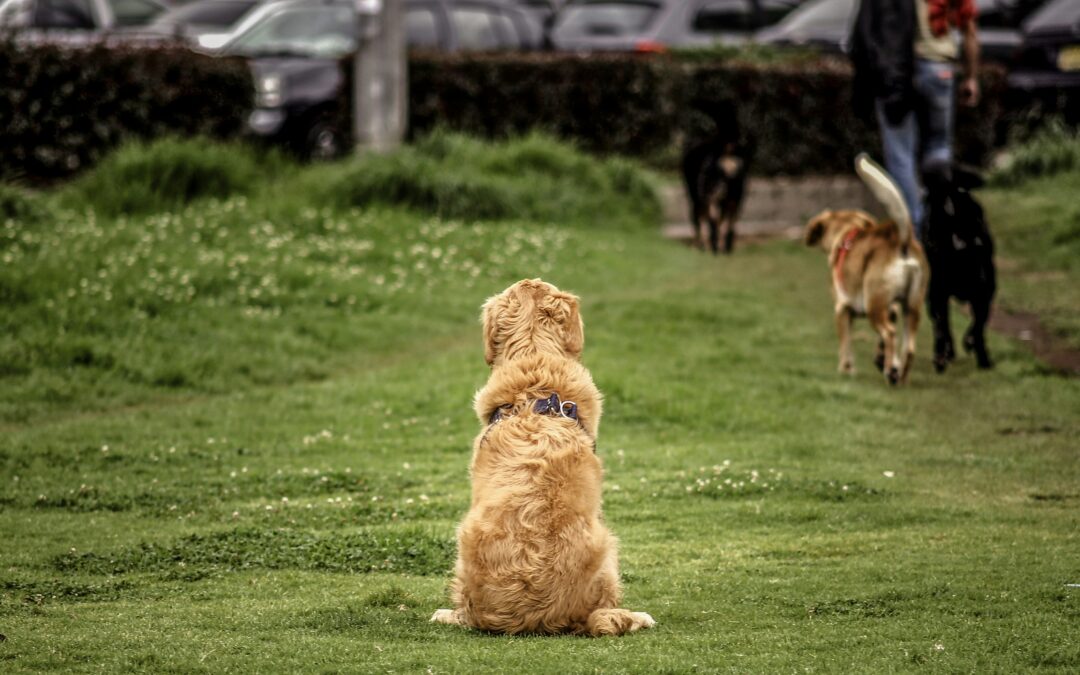 Pulling on the Leash Is a Training Problem