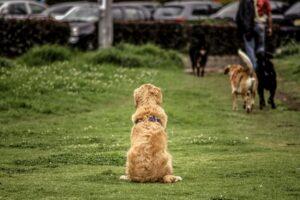 Pulling on the Leash Is a Training Problem
