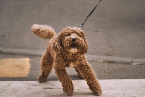 Pulling on the Leash Is a Training Problem