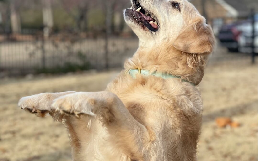 Teaching Calm Greetings at the Door