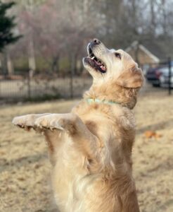 Teaching Calm Greetings at the Door