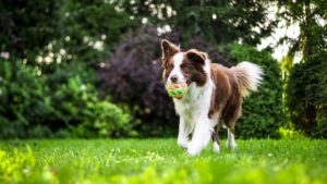How Play Strengthens the Bond Between You and Your Dog