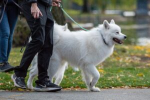 Why Fear Causes Barking and Lunging on Walks