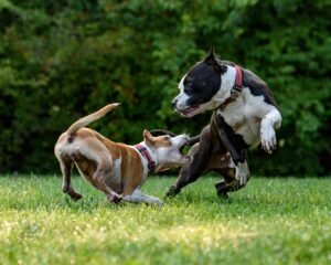How Play Strengthens the Bond Between You and Your Dog