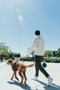 Why Fear Causes Barking and Lunging on Walks